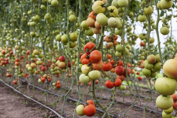 Caratteristiche del pomodoro