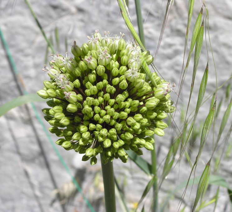 fiori di aglio