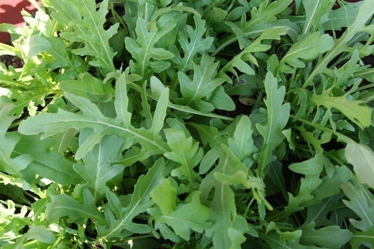 rucola