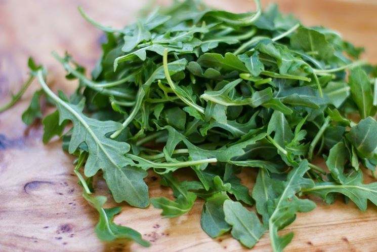 rucola