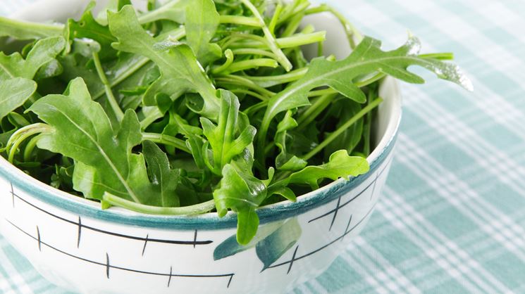 rucola