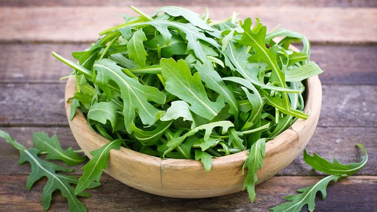 rucola