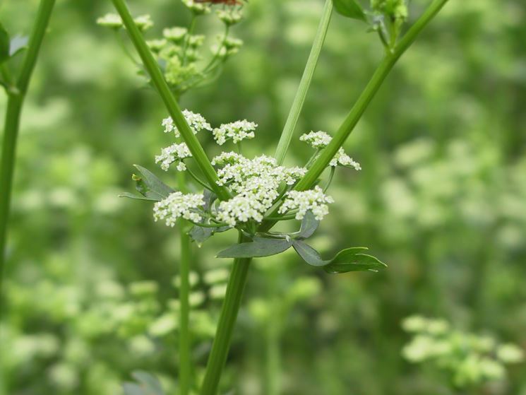 Fiori di sedano