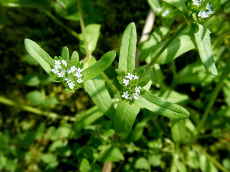 valerianella fiori