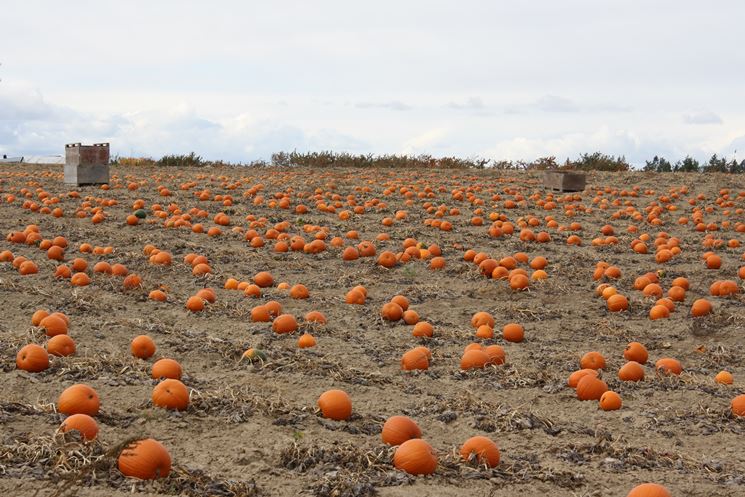 raccolta zucca