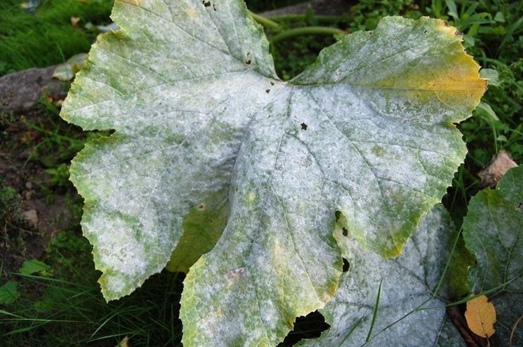 zucchine con oidio