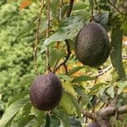 avocado albero