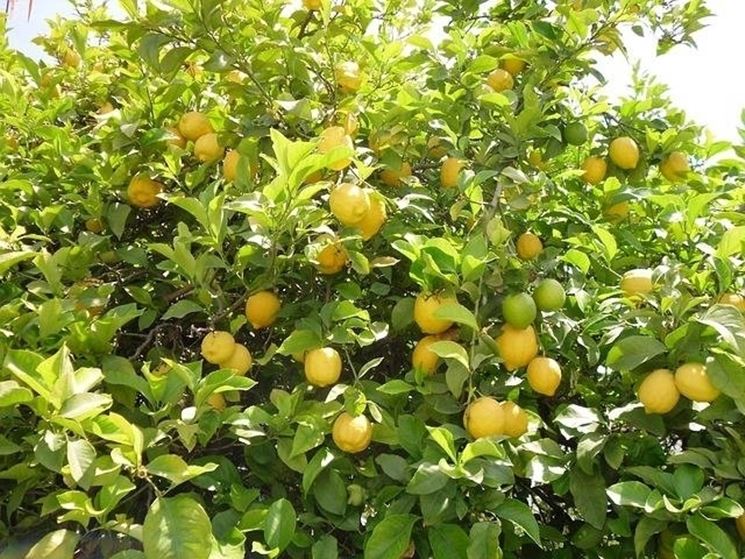 frutti limone