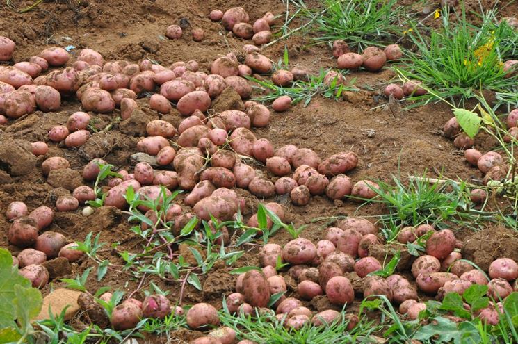 Batate orto raccolta