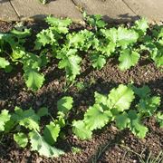 Piante cime rapa