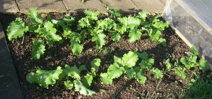 Piante cime rapa