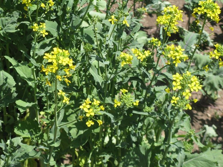 Fiore cime rapa