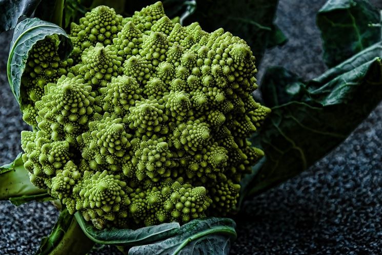 cavolo romanesco