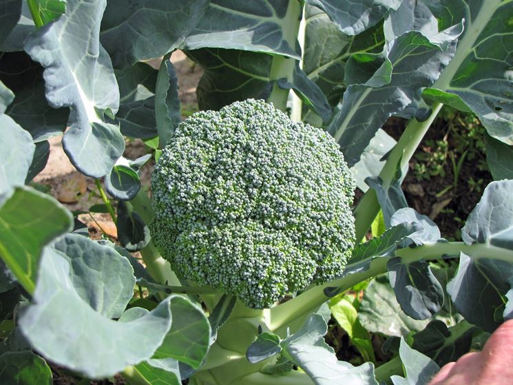 coltivare broccoli