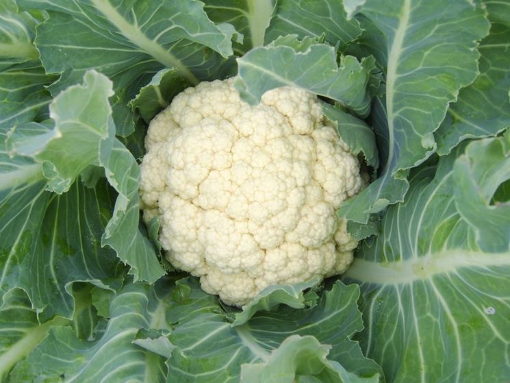 raccolta broccoli