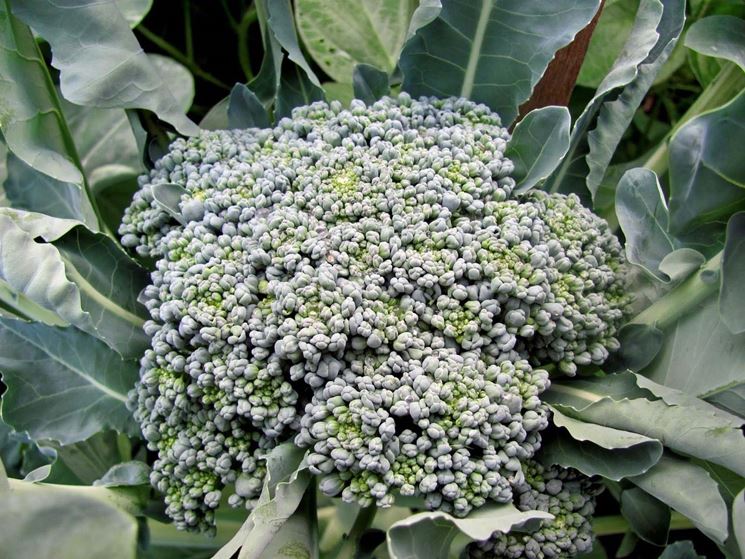 broccolo calabrese