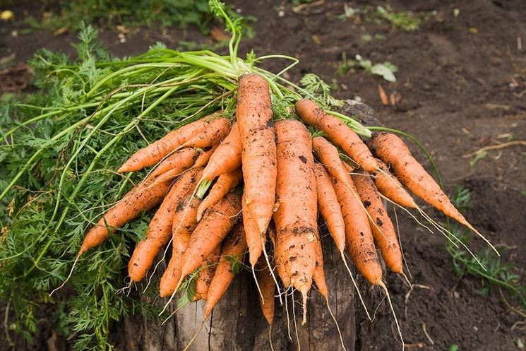 raccolta carote