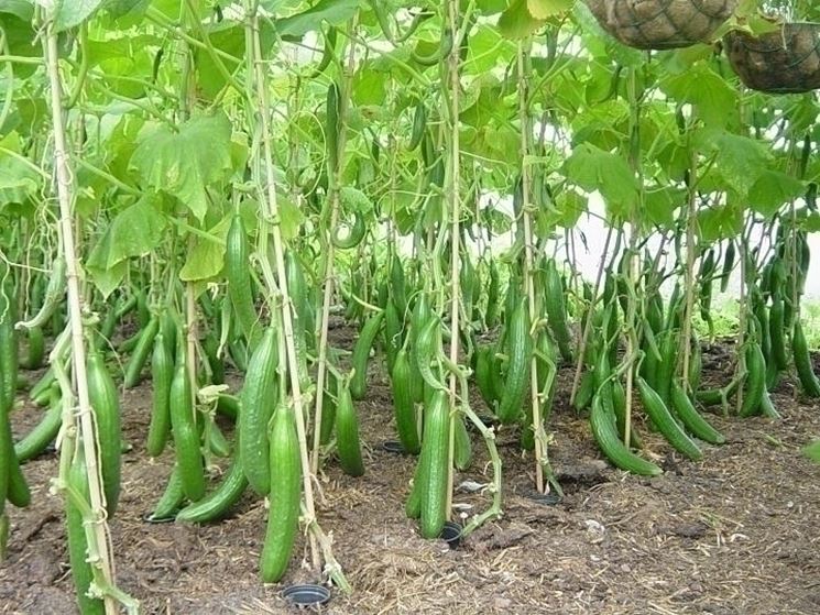 piantagione cetrioli