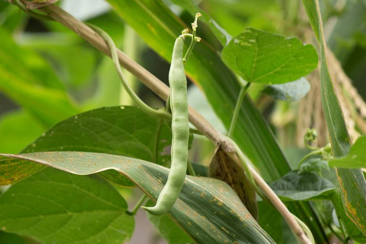 coltivare fagioli