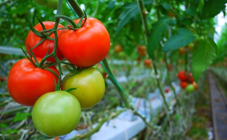 pomodori coltivazione