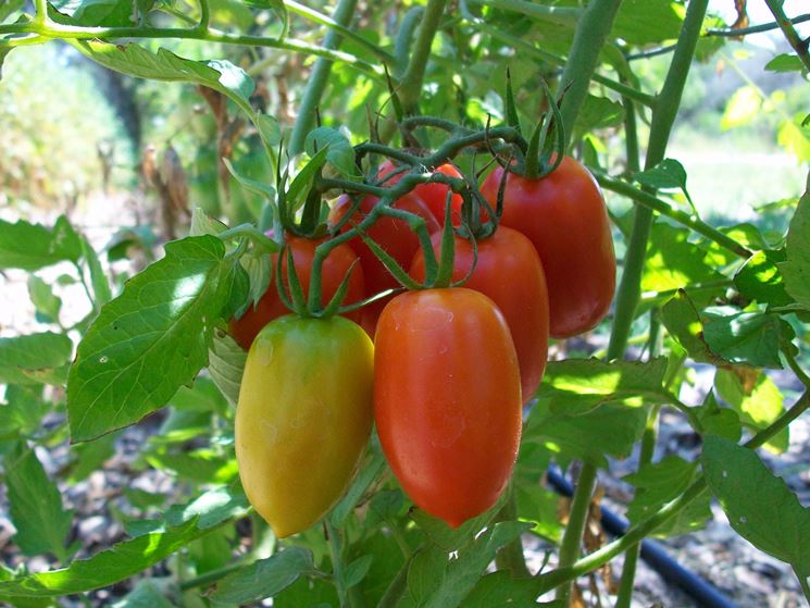 pomodori san marzano coltivazione