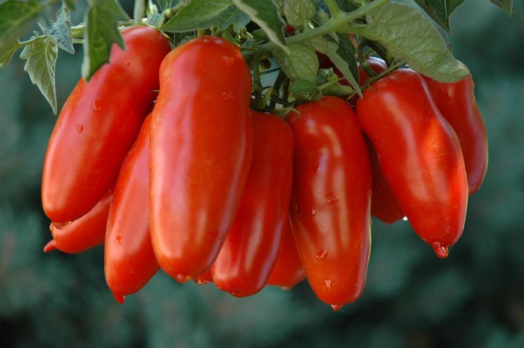 pomodori san marzano