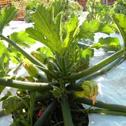 coltivazione zucchine