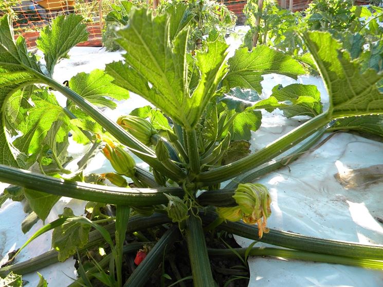 coltivazione zucchine