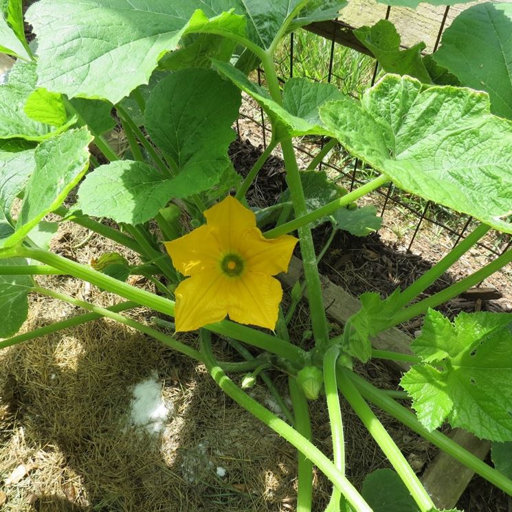 fiore di zucchina