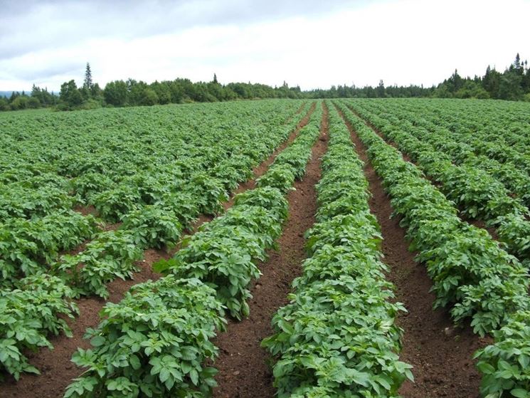 campo di patate