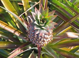 Coltivazione ananas