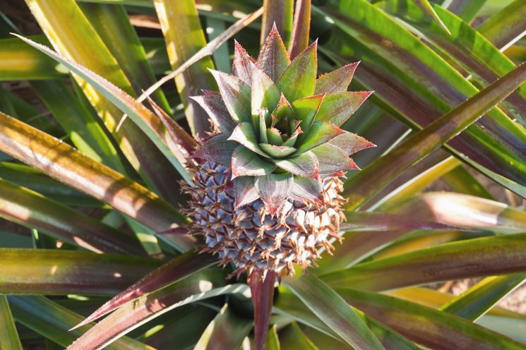 ananas coltivazione