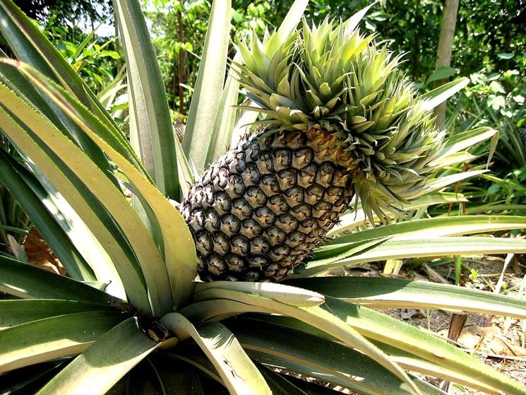 ananas