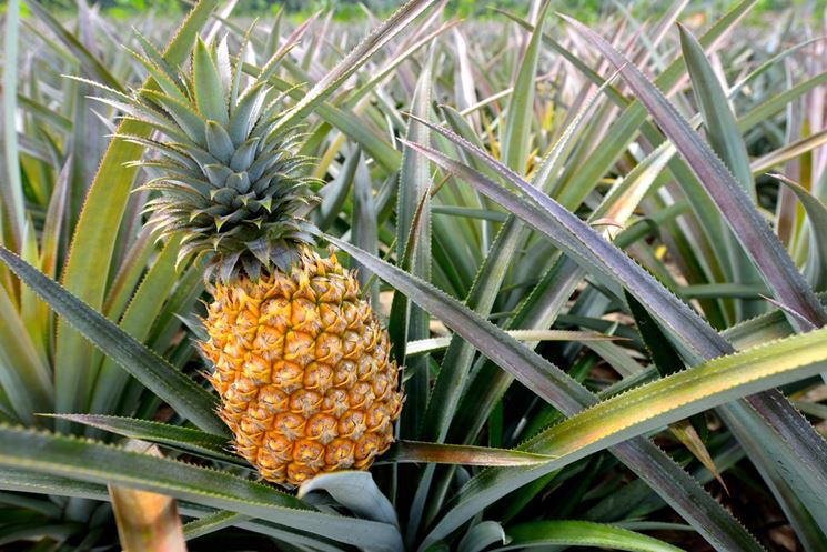 coltivazione ananas