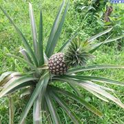 piantare ananas