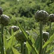 carciofi coltivazione