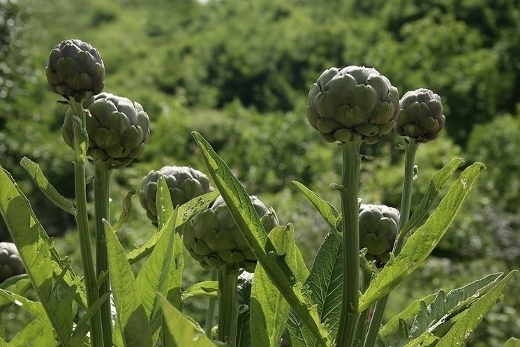 carciofi coltivazione