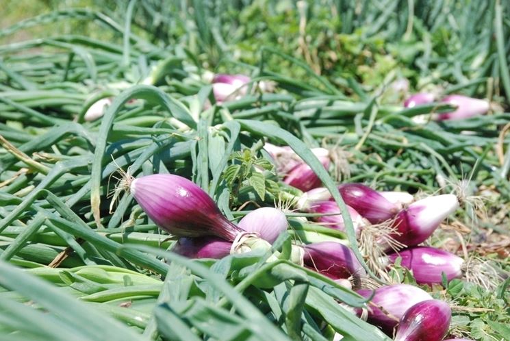 cipolle tropea fresche