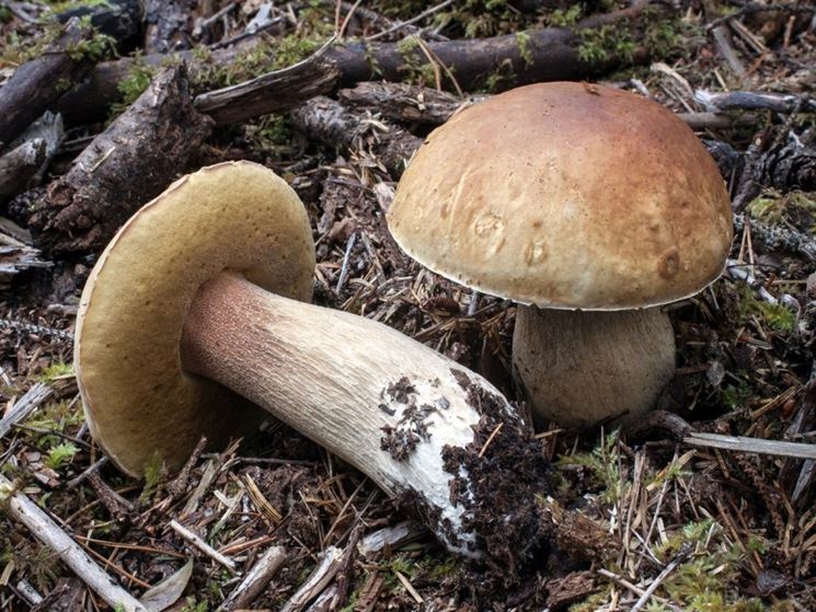 coltivazione funghi porcini