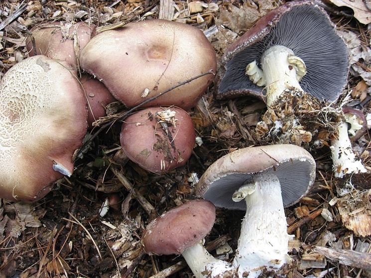 Stropharia rugosoannulata