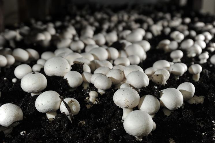 coltivazione champignon