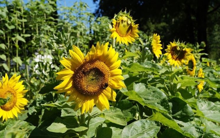 coltivare girasoli