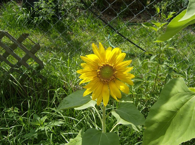 coltivazione girasoli