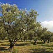 coltivare olivo