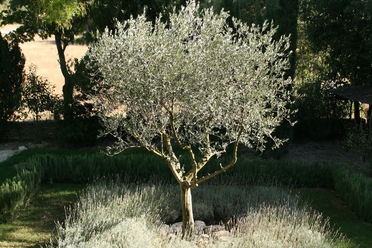 olivo pianta