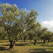 coltivazione olivo