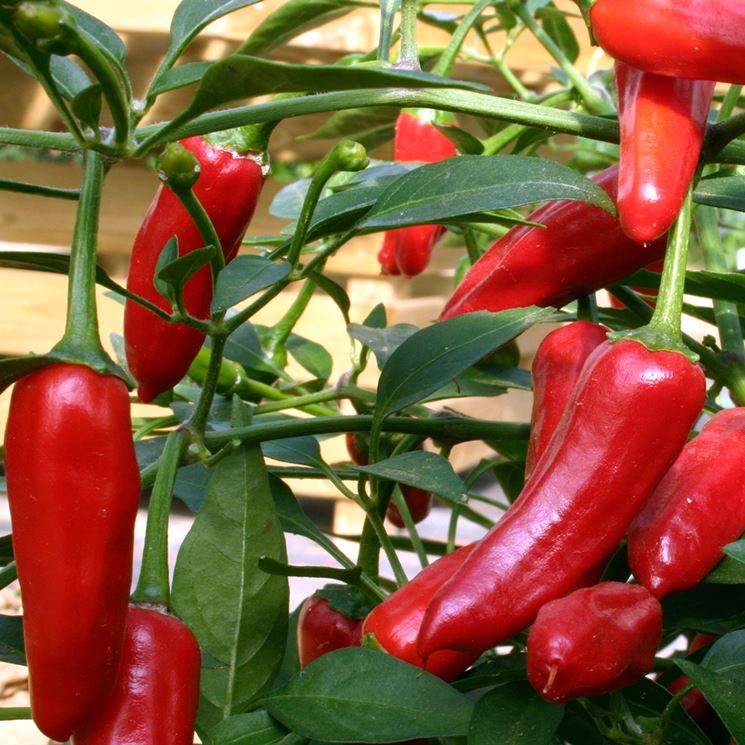 peperoncino in vaso