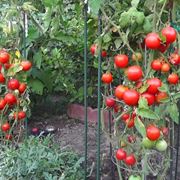 pomodori maturi