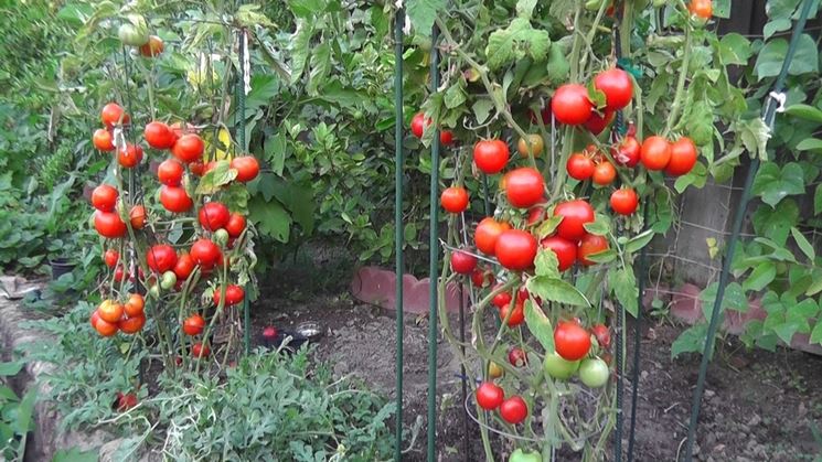 pomodori maturi