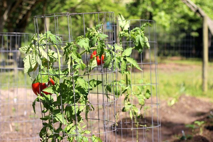 Pomodori coltivati in vaso